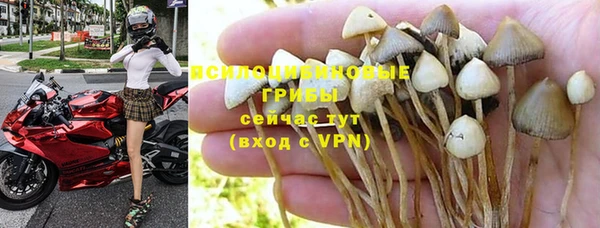 сатива Верея