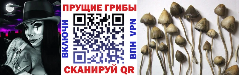 Псилоцибиновые грибы MAGIC MUSHROOMS мориарти Telegram Таганрог